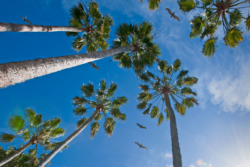 pelicans and palm trees